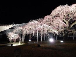 醍醐寺霊宝館の紅枝垂れ桜
