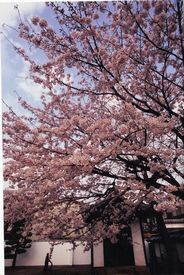 八幡社前の桜
