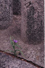石の間からど根性紫露草
