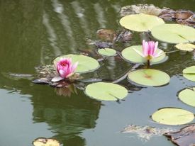 睡蓮を咲かせ眠りの深き池