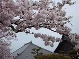 会館の屋根と桜