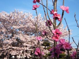 桜と桃の花