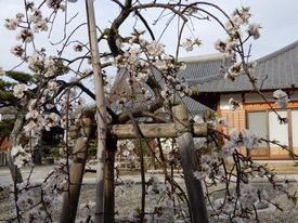 会館前の枝垂れ桜