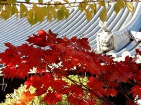 大覚寺の紅葉
